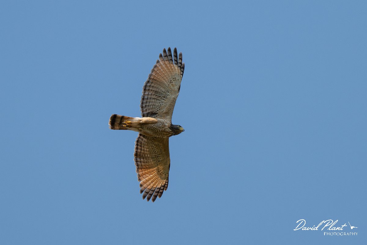 DPPhotography - Pantanal - Roadside hawk - C.jpg - Roadside hawk - Pantanal, Brazil