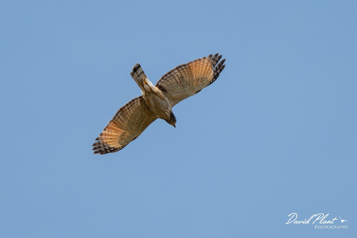 DPPhotography - Pantanal - Roadside hawk - D.jpg - Roadside hawk - Pantanal, Brazil