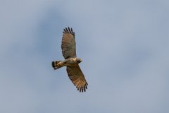 DPPhotography - Pantanal - Roadside hawk - B