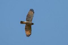 DPPhotography - Pantanal - Roadside hawk - C