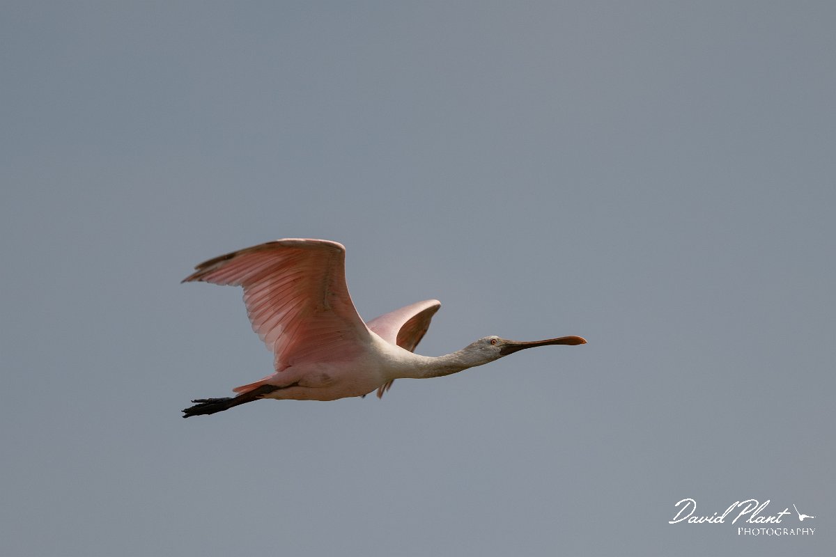 DPPhotography - Pantanal - Roseate spoonbill - A.jpg - Roseate spoonbill - Transpantaneira, Brazil