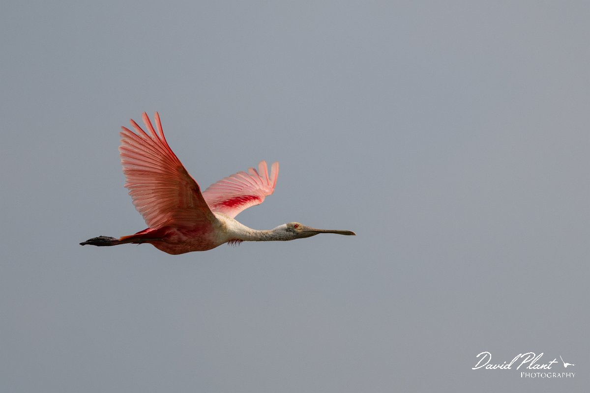 DPPhotography - Pantanal - Roseate spoonbill - B.jpg - Roseate spoonbill - Transpantaneira, Brazil