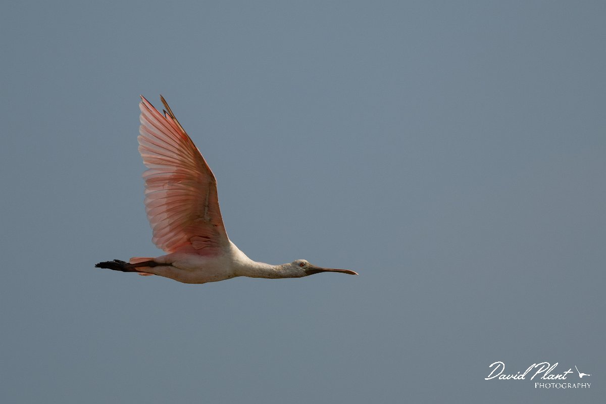 DPPhotography - Pantanal - Roseate spoonbill - C.jpg - Roseate spoonbill - Transpantaneira, Brazil