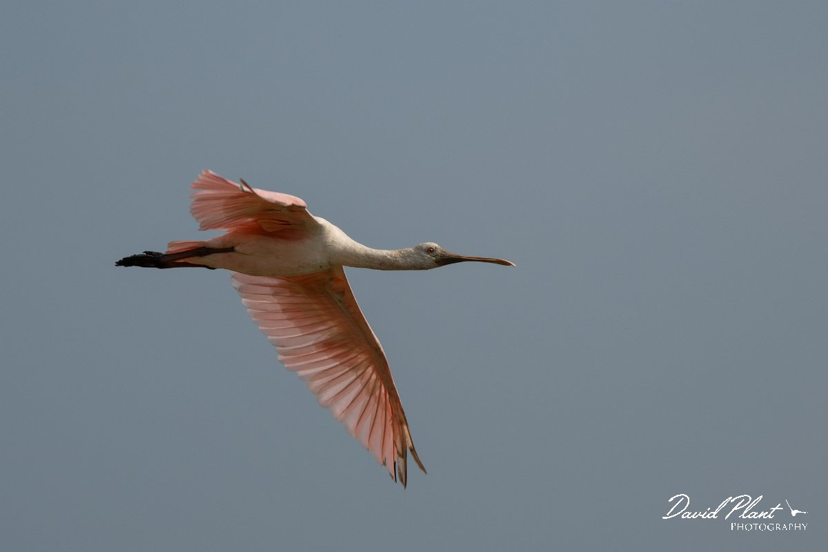 DPPhotography - Pantanal - Roseate spoonbill - D.jpg - Roseate spoonbill - Transpantaneira, Brazil