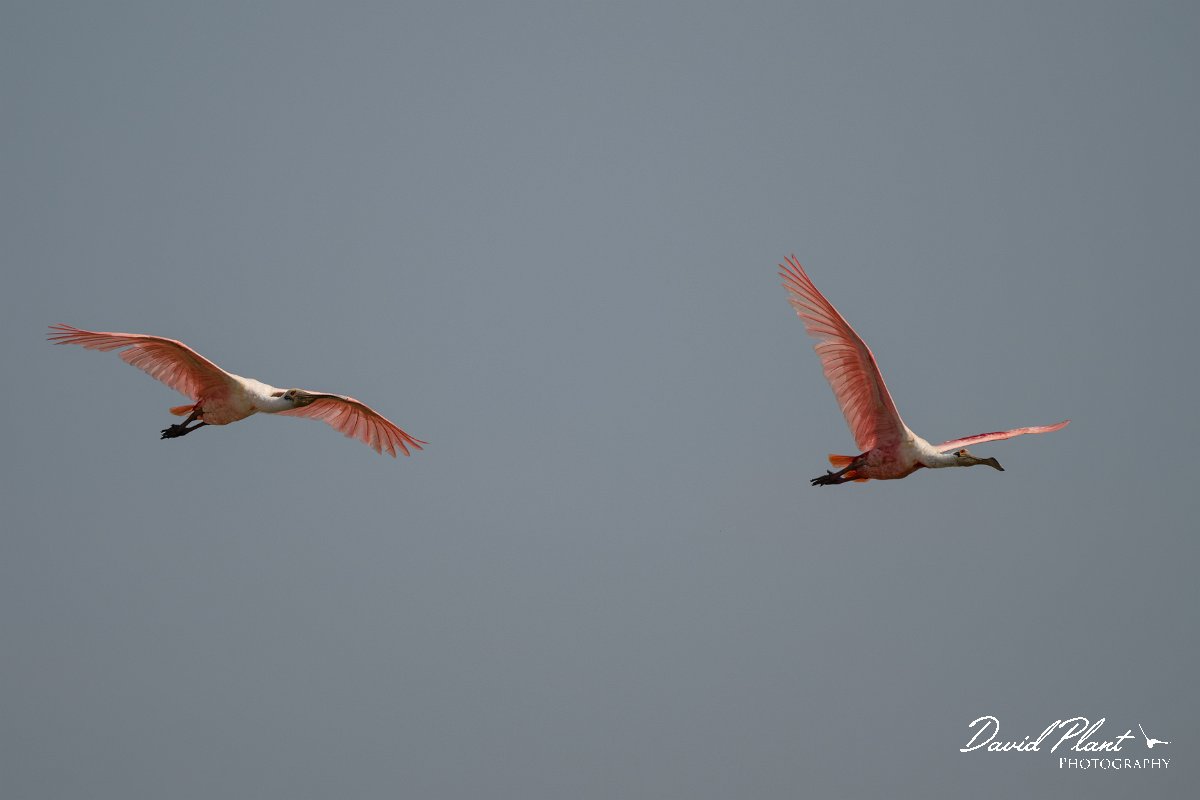 DPPhotography - Pantanal - Roseate spoonbill - E.jpg - Roseate spoonbill - Transpantaneira, Brazil