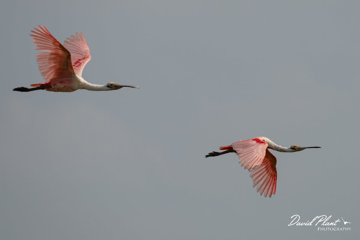 DPPhotography - Pantanal - Roseate spoonbill - F.jpg - Roseate spoonbill - Transpantaneira, Brazil