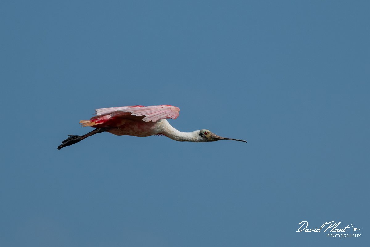 DPPhotography - Pantanal - Roseate spoonbill - J.jpg - Roseate spoonbill - Transpantaneira, Brazil