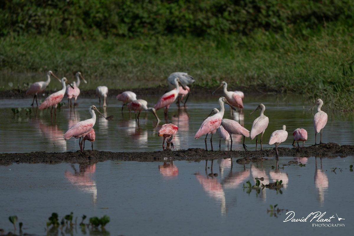 DPPhotography - Pantanal - Roseate spoonbill - K.jpg - Roseate spoonbill - Transpantaneira, Brazil