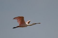 DPPhotography - Pantanal - Roseate spoonbill - A