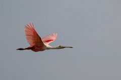 DPPhotography - Pantanal - Roseate spoonbill - B