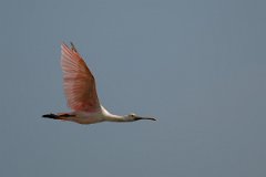 DPPhotography - Pantanal - Roseate spoonbill - C