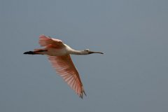 DPPhotography - Pantanal - Roseate spoonbill - D