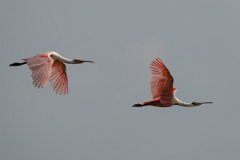 DPPhotography - Pantanal - Roseate spoonbill - G
