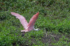 DPPhotography - Pantanal - Roseate spoonbill - H