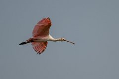 DPPhotography - Pantanal - Roseate spoonbill - I