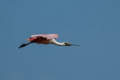 DPPhotography - Pantanal - Roseate spoonbill - J
