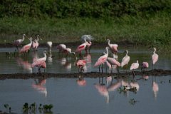 DPPhotography - Pantanal - Roseate spoonbill - K