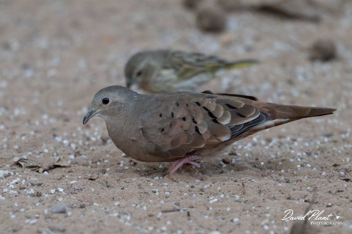 DPPhotography - Pantanal - Ruddy ground dove - B.jpg - Ruddy ground-dove - Pantanal, Brazil