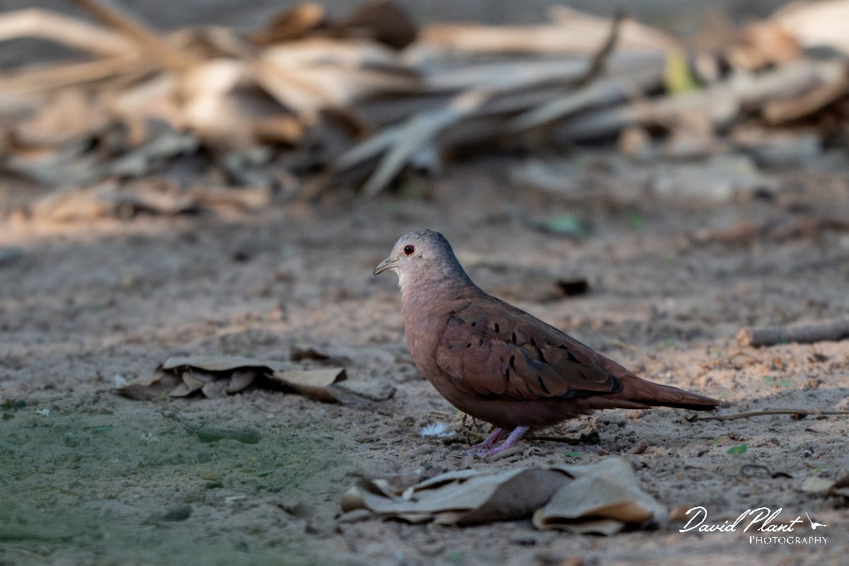 DPPhotography - Pantanal - Ruddy ground dove - C.jpg - Ruddy ground-dove - Pantanal, Brazil