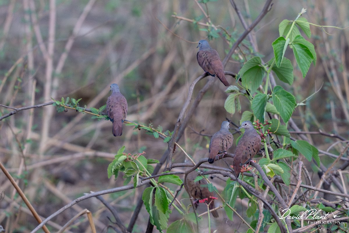 DPPhotography - Pantanal - Ruddy ground dove - D.jpg - Ruddy ground-dove - Pantanal, Brazil
