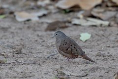 DPPhotography - Pantanal - Ruddy ground dove - A