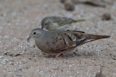DPPhotography - Pantanal - Ruddy ground dove - B