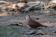 DPPhotography - Pantanal - Ruddy ground dove - C