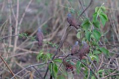 DPPhotography - Pantanal - Ruddy ground dove - D