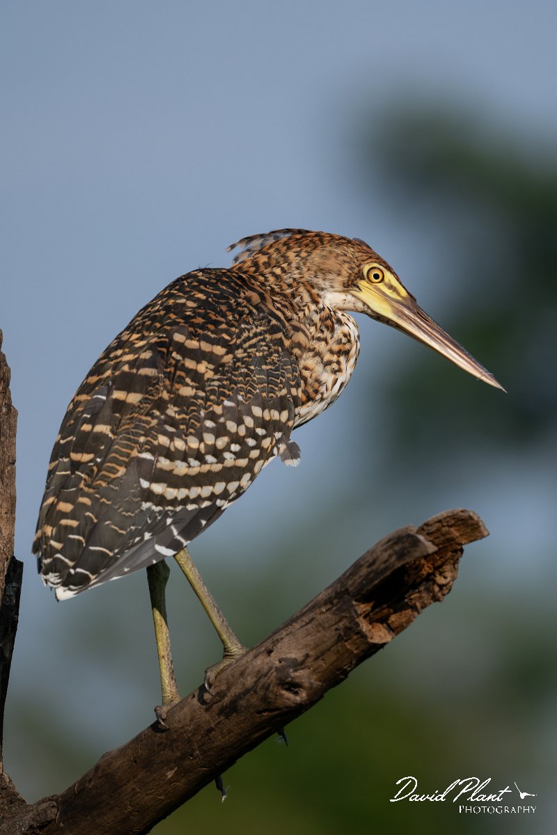 DPPhotography - Pantanal - Rufescent tiger heron - A.jpg - Rufescent tiger heron - Rio São Lourenço, Pantanal, Brazil