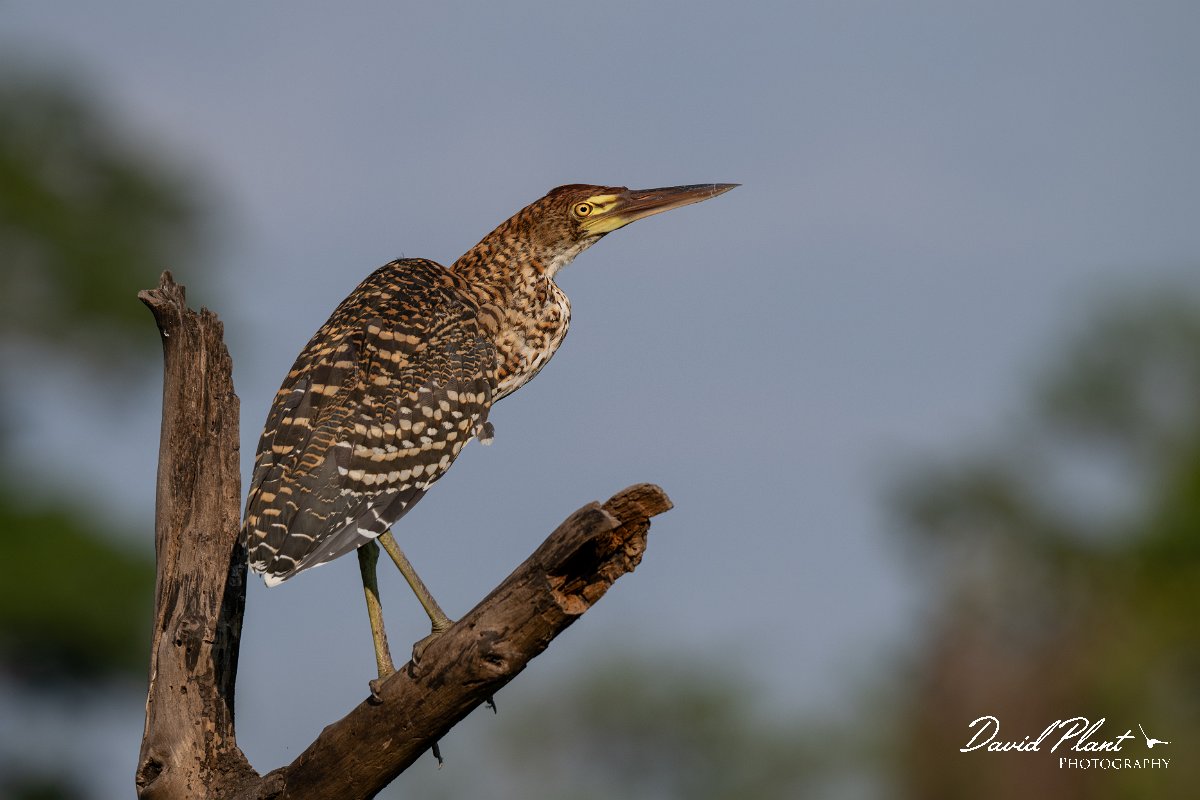 DPPhotography - Pantanal - Rufescent tiger heron - B.jpg - Rufescent tiger heron - Rio São Lourenço, Pantanal, Brazil