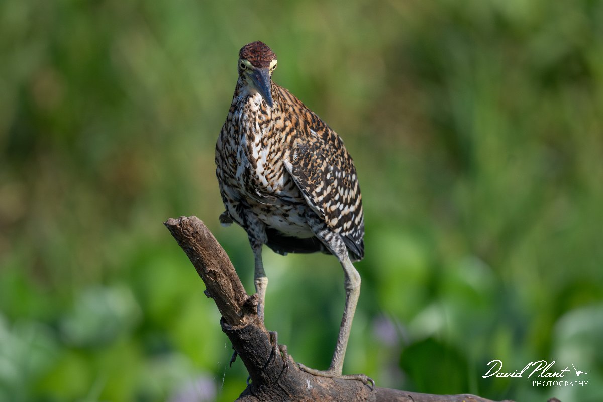 DPPhotography - Pantanal - Rufescent tiger heron - C.jpg - Rufescent tiger heron - Rio São Lourenço, Pantanal, Brazil
