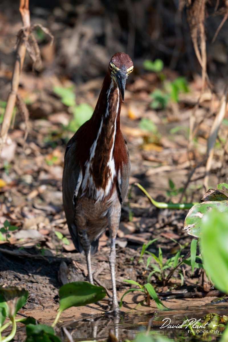 DPPhotography - Pantanal - Rufescent tiger heron - D.jpg - Rufescent tiger heron - Rio São Lourenço, Pantanal, Brazil