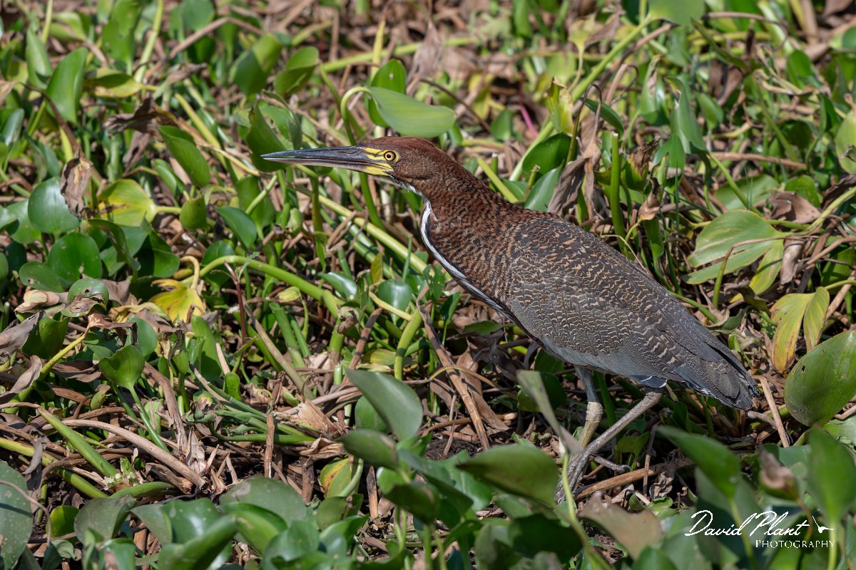 DPPhotography - Pantanal - Rufescent tiger heron - F.jpg - Rufescent tiger heron - Transpantaneira, Brazil