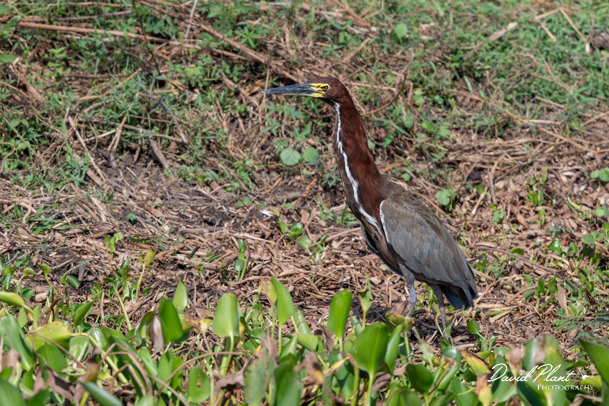 DPPhotography - Pantanal - Rufescent tiger heron - G.jpg - Rufescent tiger heron - Transpantaneira, Brazil
