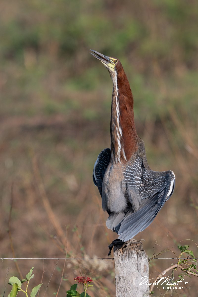DPPhotography - Pantanal - Rufescent tiger heron - H.jpg - Rufescent tiger heron - Transpantaneira, Brazil