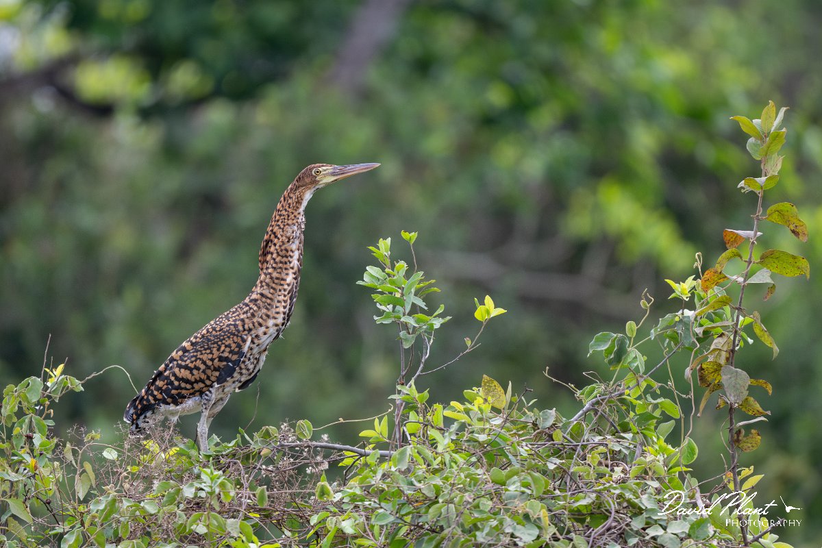 DPPhotography - Pantanal - Rufescent tiger heron - I.jpg - Rufescent tiger heron - Transpantaneira, Brazil