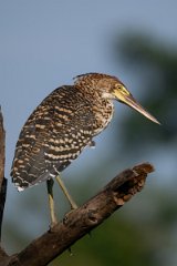 DPPhotography - Pantanal - Rufescent tiger heron - A