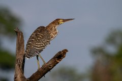 DPPhotography - Pantanal - Rufescent tiger heron - B