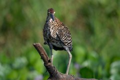 DPPhotography - Pantanal - Rufescent tiger heron - C