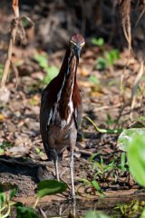 DPPhotography - Pantanal - Rufescent tiger heron - D