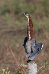 DPPhotography - Pantanal - Rufescent tiger heron - H