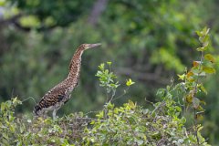 DPPhotography - Pantanal - Rufescent tiger heron - I