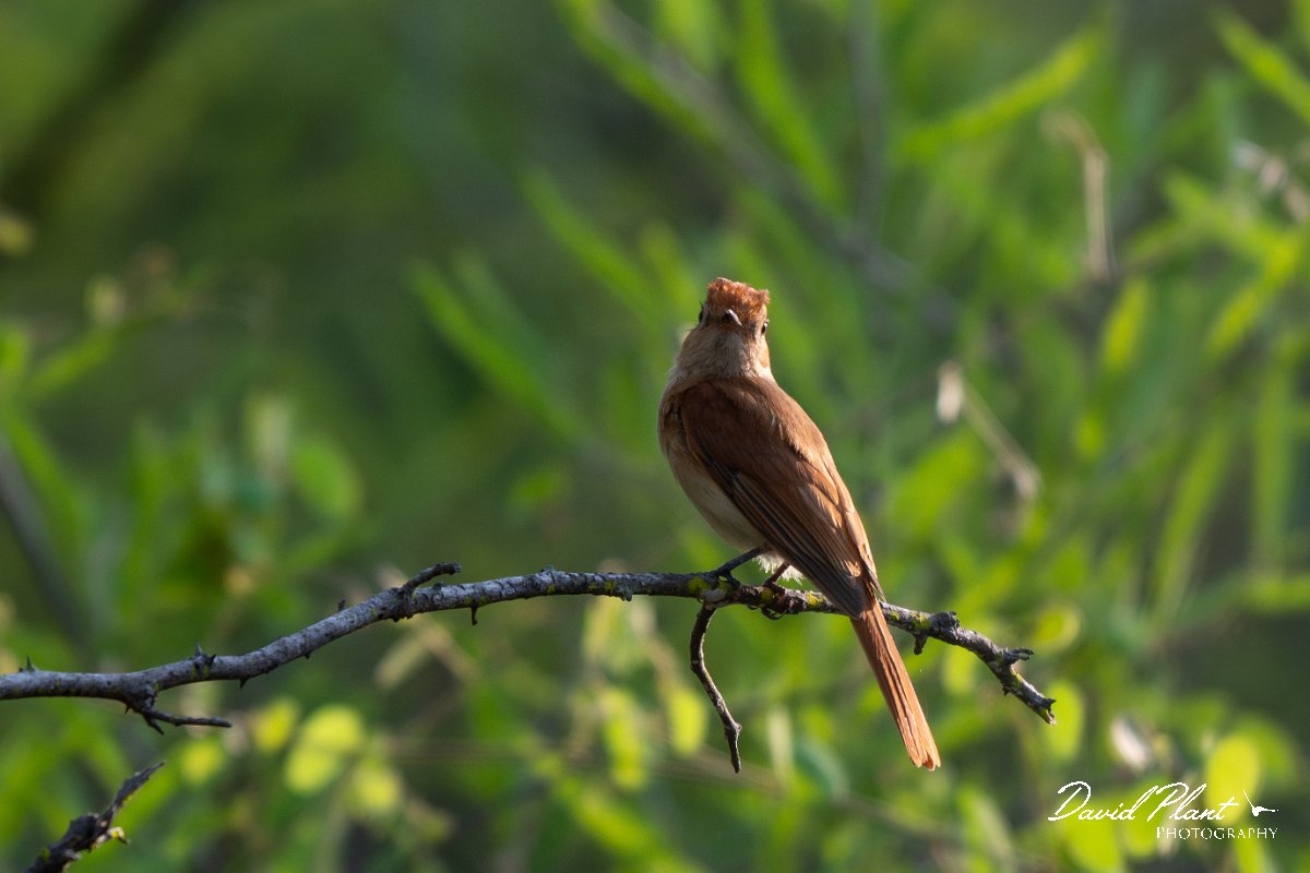 DPPhotography - Pantanal - Rufous casiornis - A.jpg - Rufous casiornis - Pantanal, Brazil
