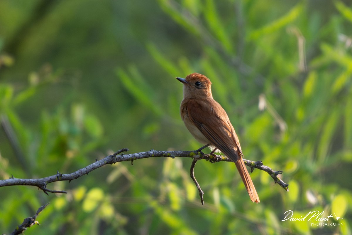 DPPhotography - Pantanal - Rufous casiornis - B.jpg - Rufous casiornis - Pantanal, Brazil
