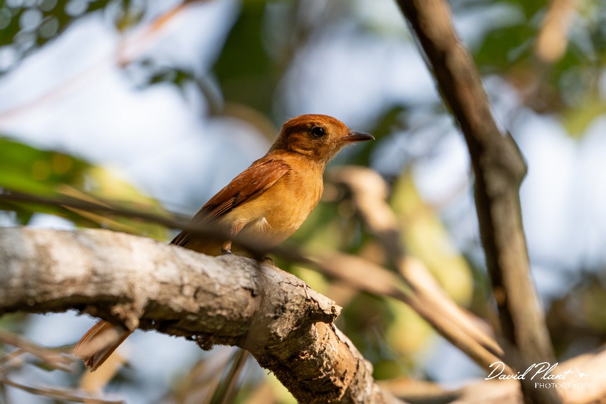 DPPhotography - Pantanal - Rufous casiornis - C.jpg - Rufous casiornis - Pantanal, Brazil