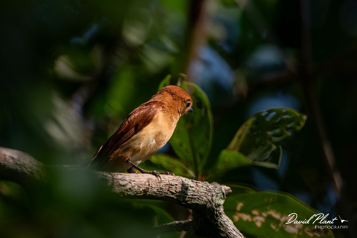 DPPhotography - Pantanal - Rufous casiornis - D.jpg - Rufous casiornis - Pantanal, Brazil