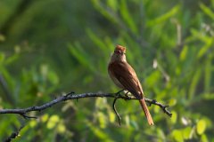 DPPhotography - Pantanal - Rufous casiornis - A