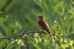 DPPhotography - Pantanal - Rufous casiornis - B