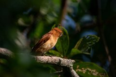 DPPhotography - Pantanal - Rufous casiornis - D