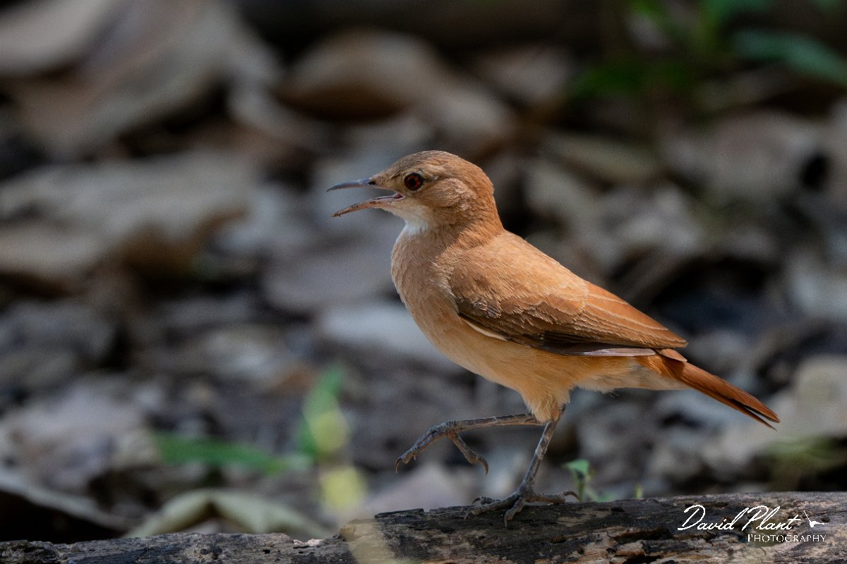 DPPhotography - Pantanal - Rufous hornero - A.jpg - Rufous hornero - Pantanal, Brazil